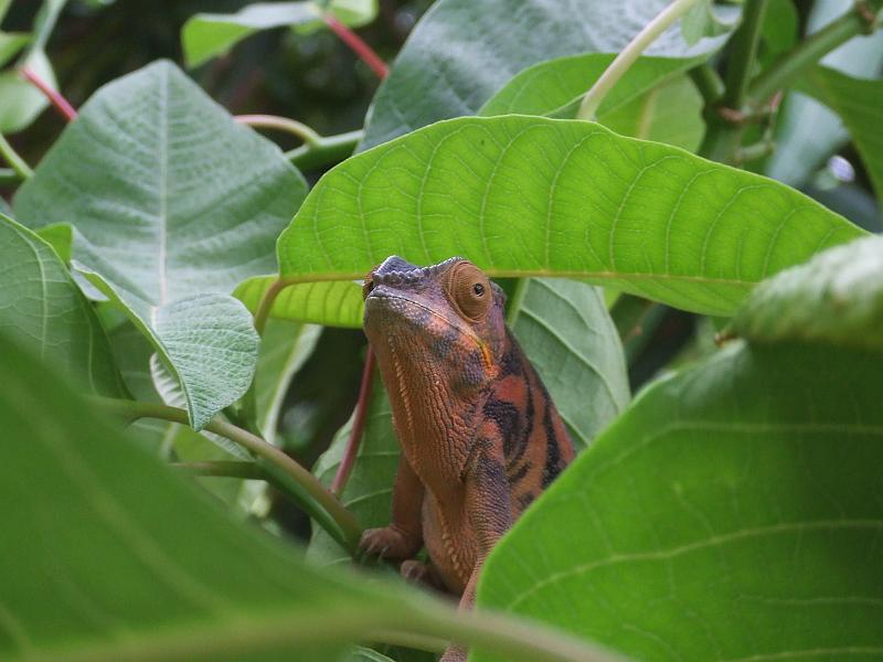 51 - Ankify Madagascar.JPG